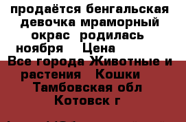 продаётся бенгальская девочка(мраморный окрас).родилась 5ноября, › Цена ­ 8 000 - Все города Животные и растения » Кошки   . Тамбовская обл.,Котовск г.